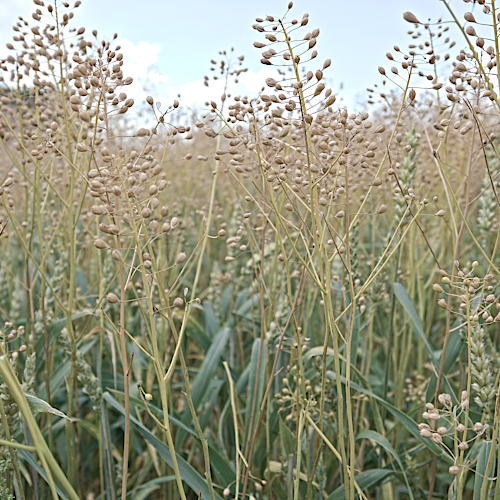 dotter_weizen_abreife_skaliert