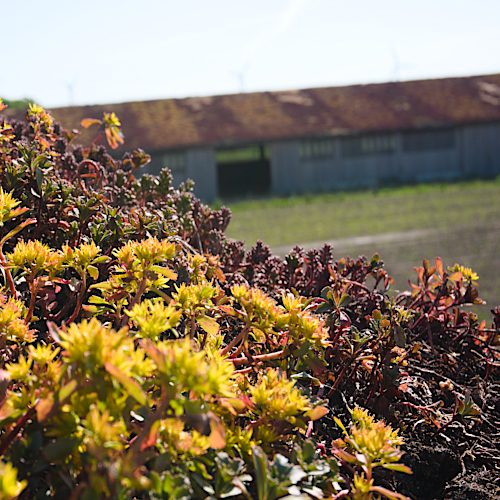 gruendach_sedum_skaliert